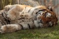 /album/galerie-photos/magnifique-tigre-jpg/